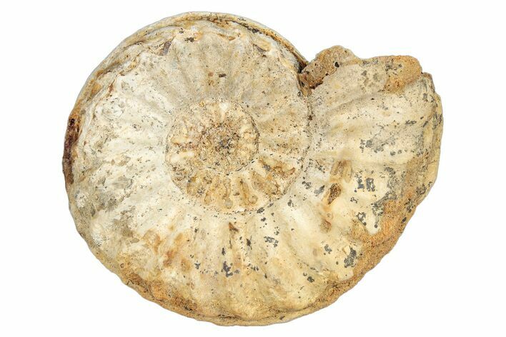 Jurassic Ammonite (Pleuroceras) Fossil - Germany #277208